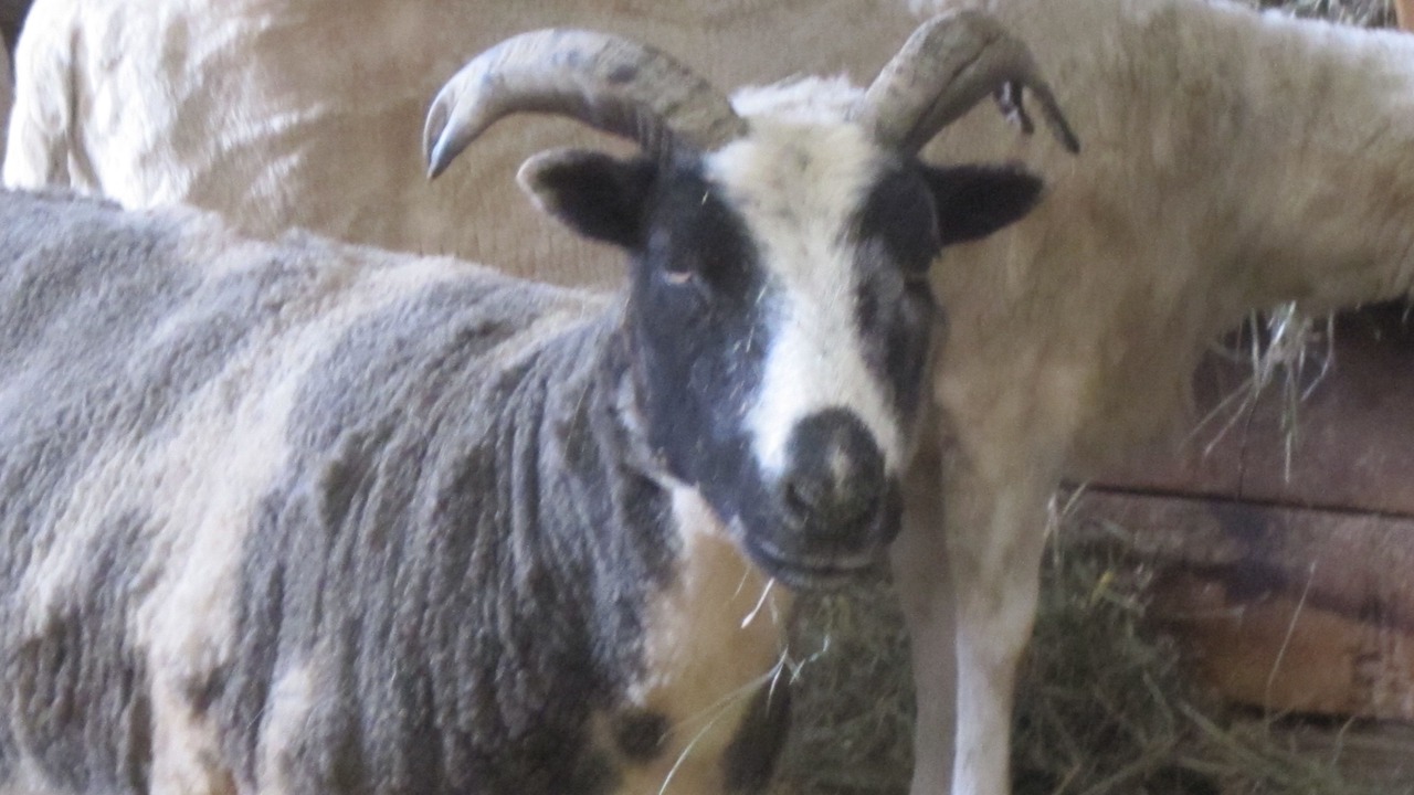 Photo of Others in Rock Stream