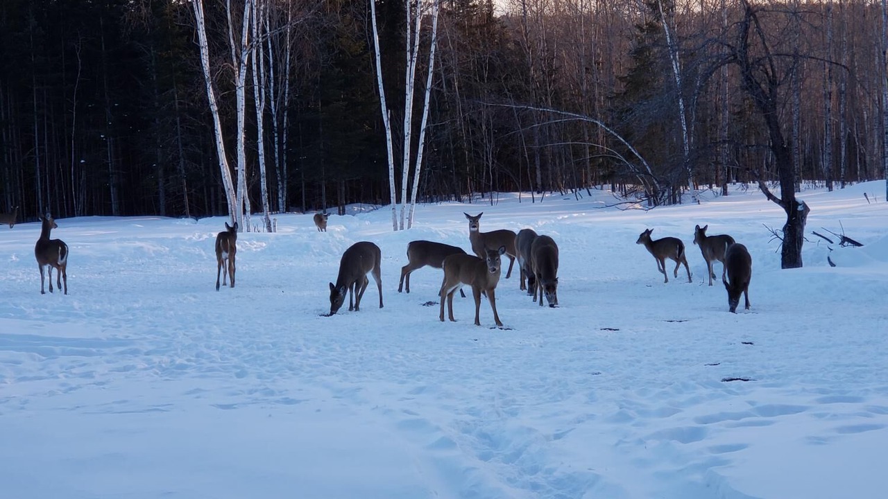 Photo of Others in Dummer