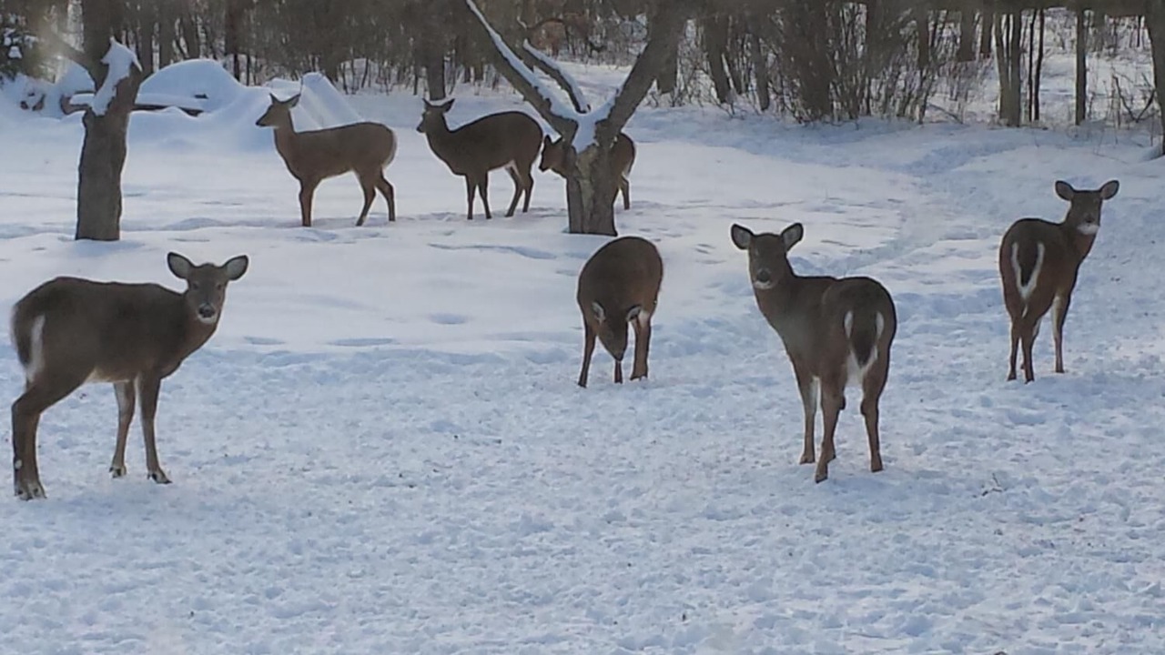 Photo of Outdoor in Dummer