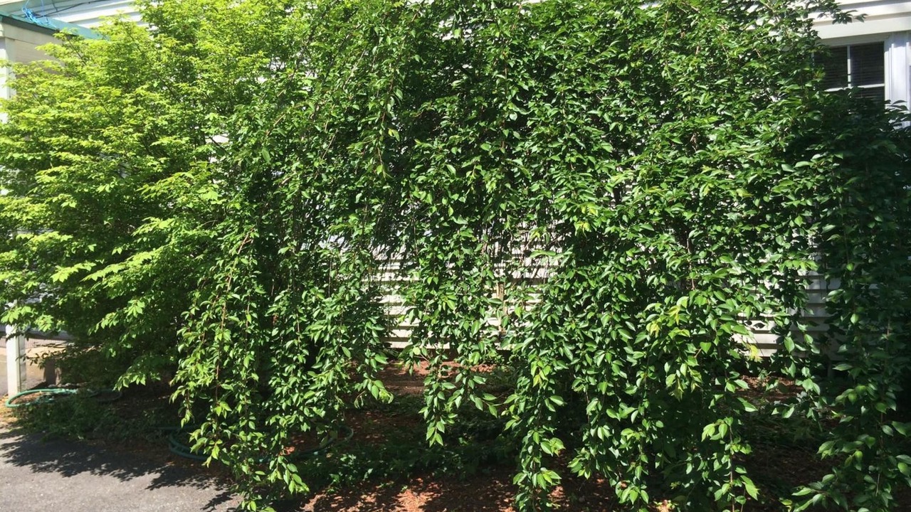 Photo of Outdoor in Intervale