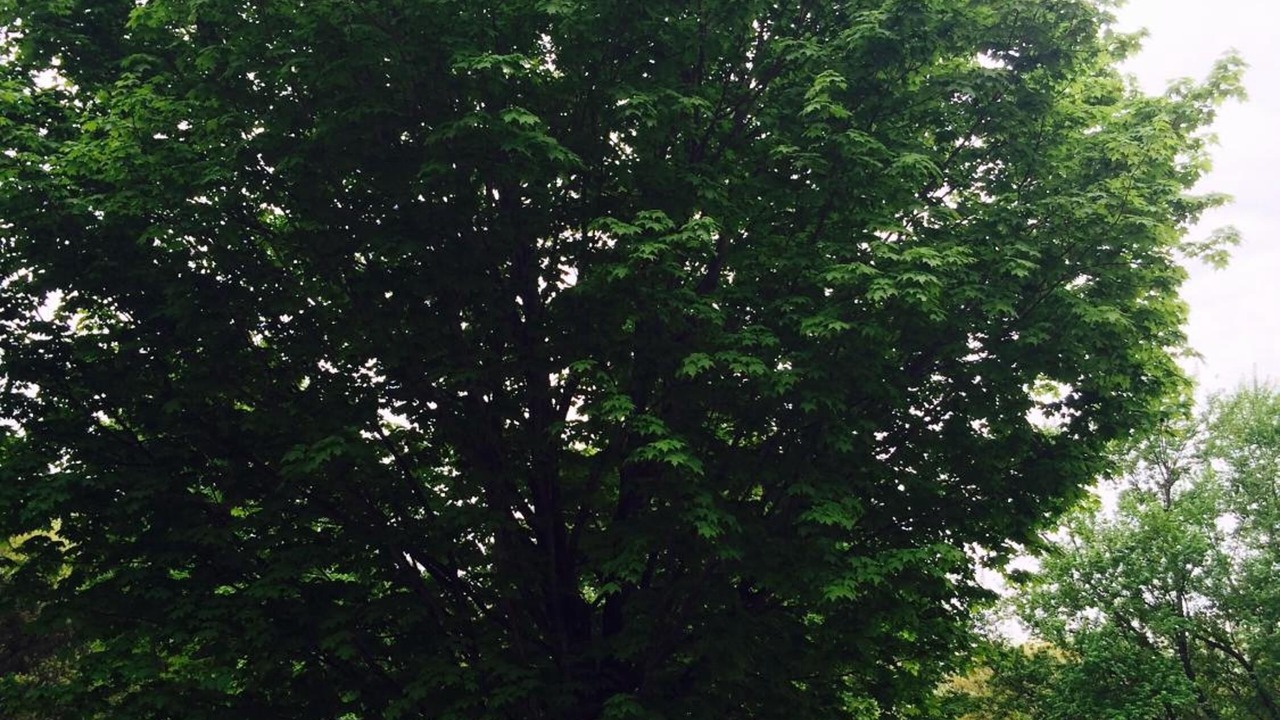 Photo of Outdoor in Intervale
