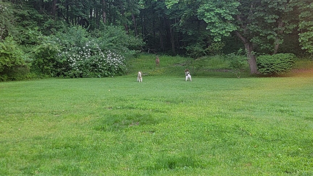 Photo of Outdoor in Locust Valley