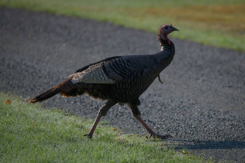 Photo of Others in Northville