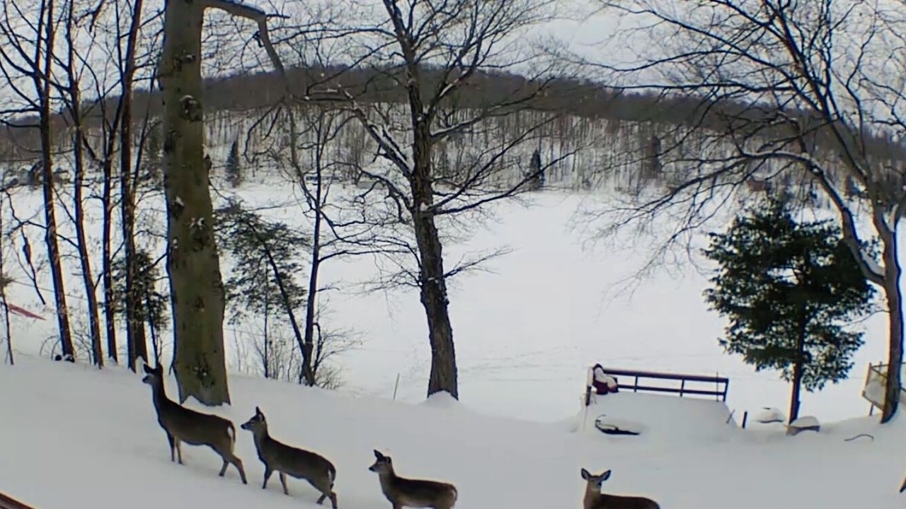 Photo of Others in Deer River