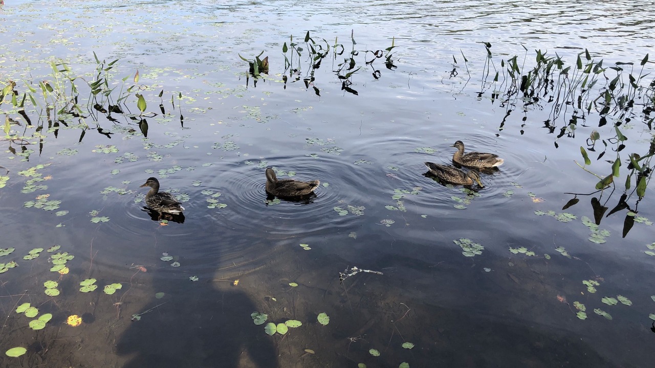 Photo of Others in Lunenburg