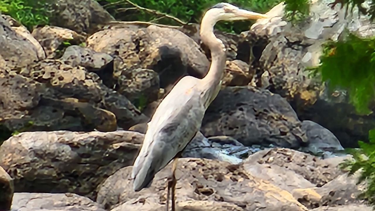 Photo of Others in Brant Lake