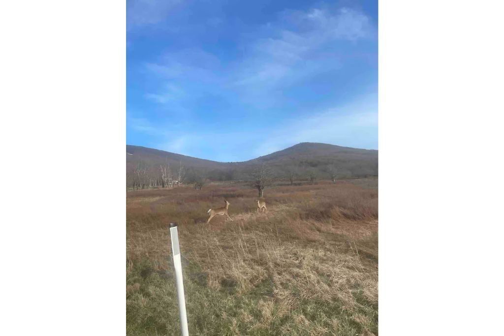 Photo of Outdoor in Old Timberline