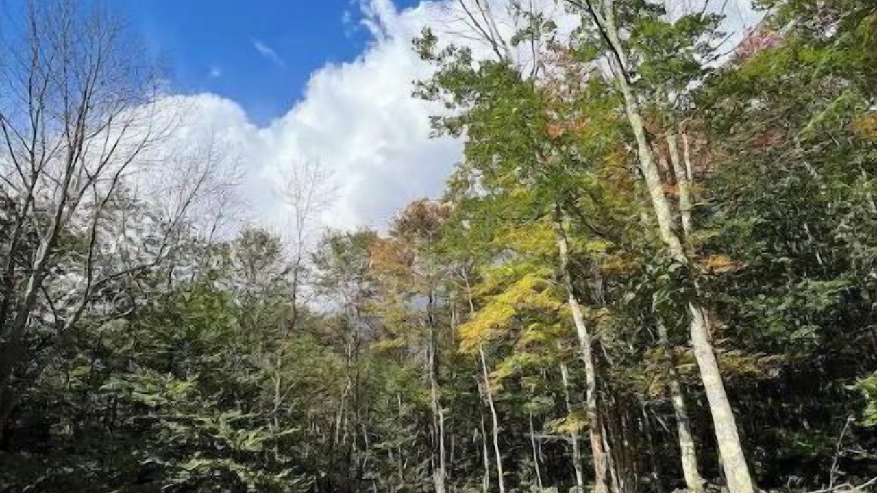 Photo of Outdoor in Old Timberline