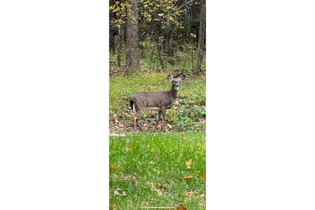 Photo of Outdoor in Vestal