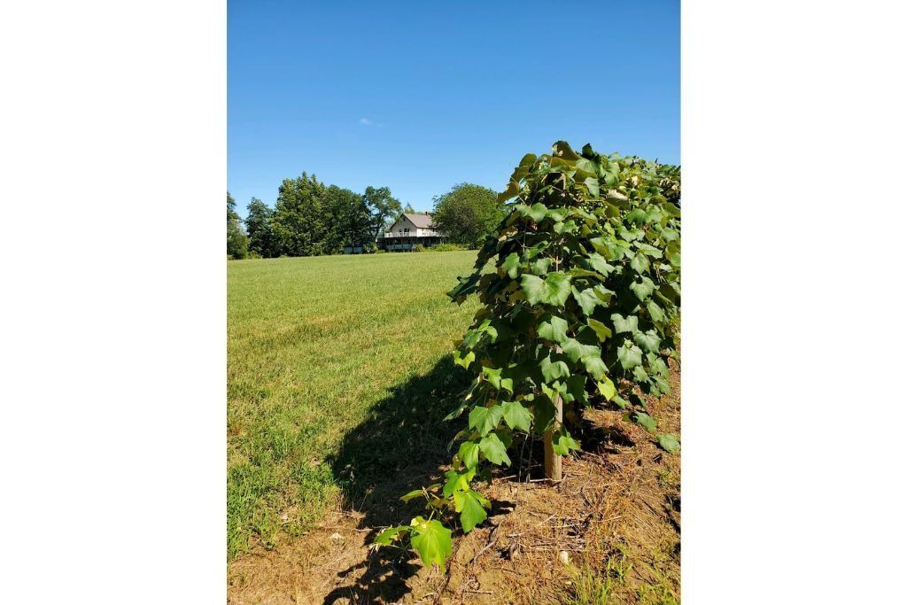 Photo of Outdoor in Ripley