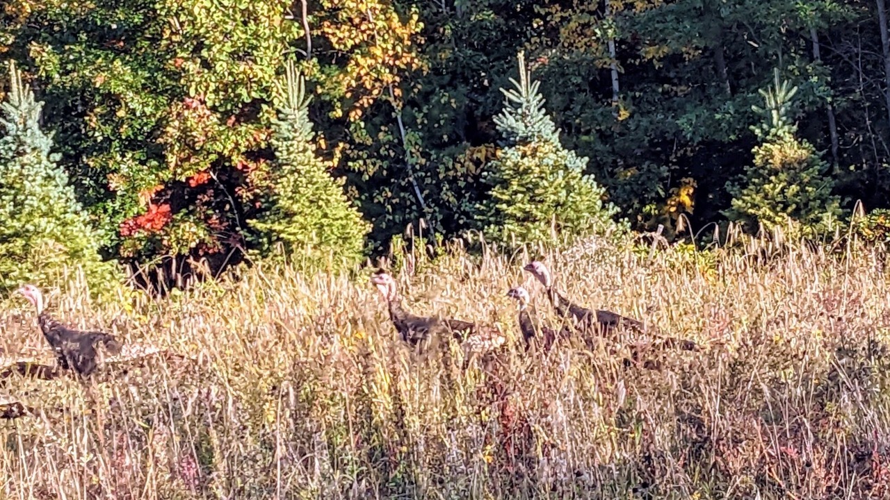 Photo of Others in Graniteville