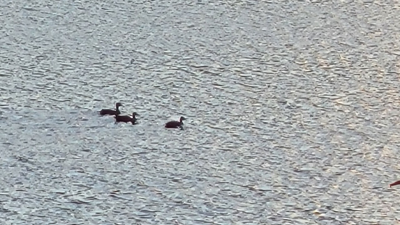 Photo of Others in Fort Ann