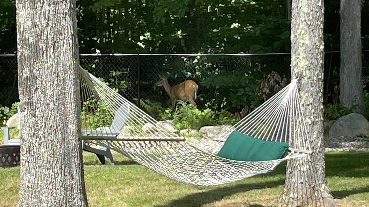 Photo of Outdoor in Wolfeboro