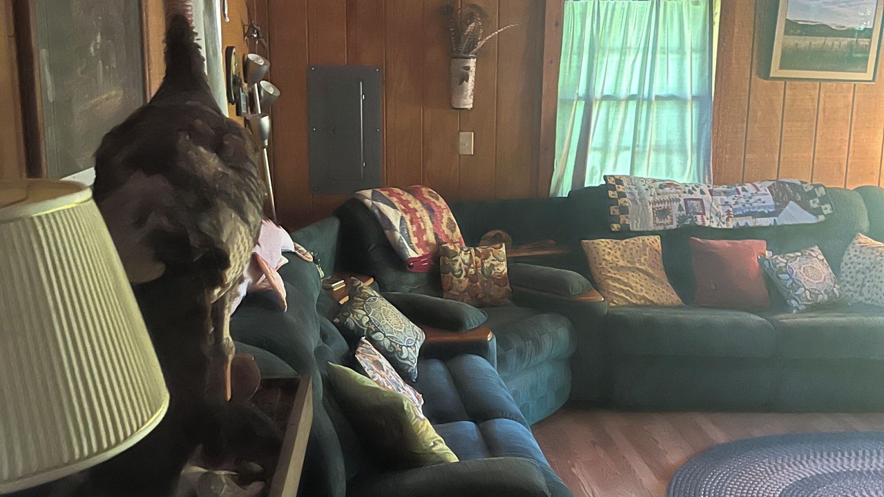 Photo of Livingroom in Horner