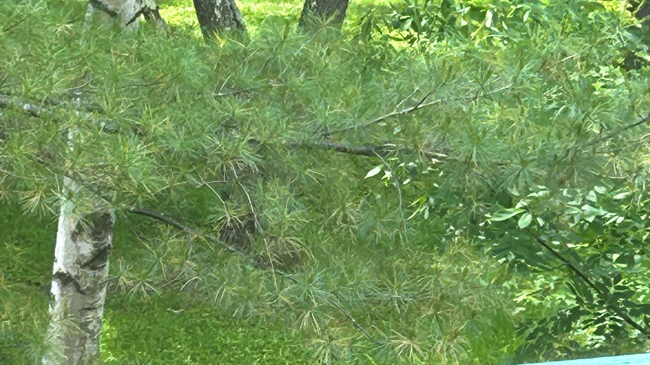 Photo of Outdoor in North Woodstock