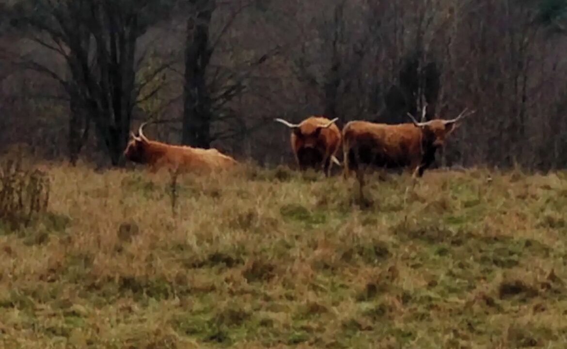 Photo of Outdoor in Whitingham