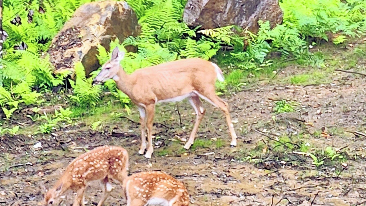 Photo of Others in Newfane