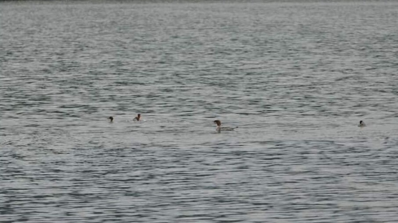 Photo of Outdoor in Wolfeboro