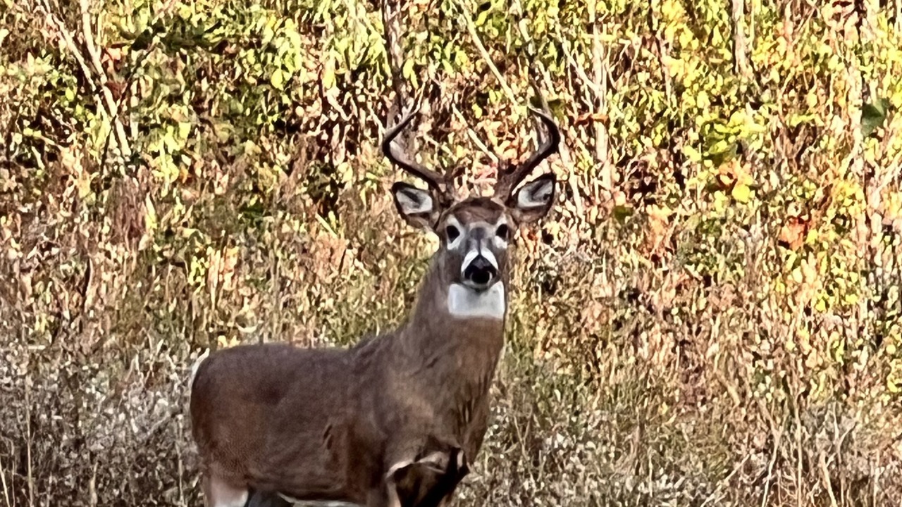 Photo of Others in Chapmanville