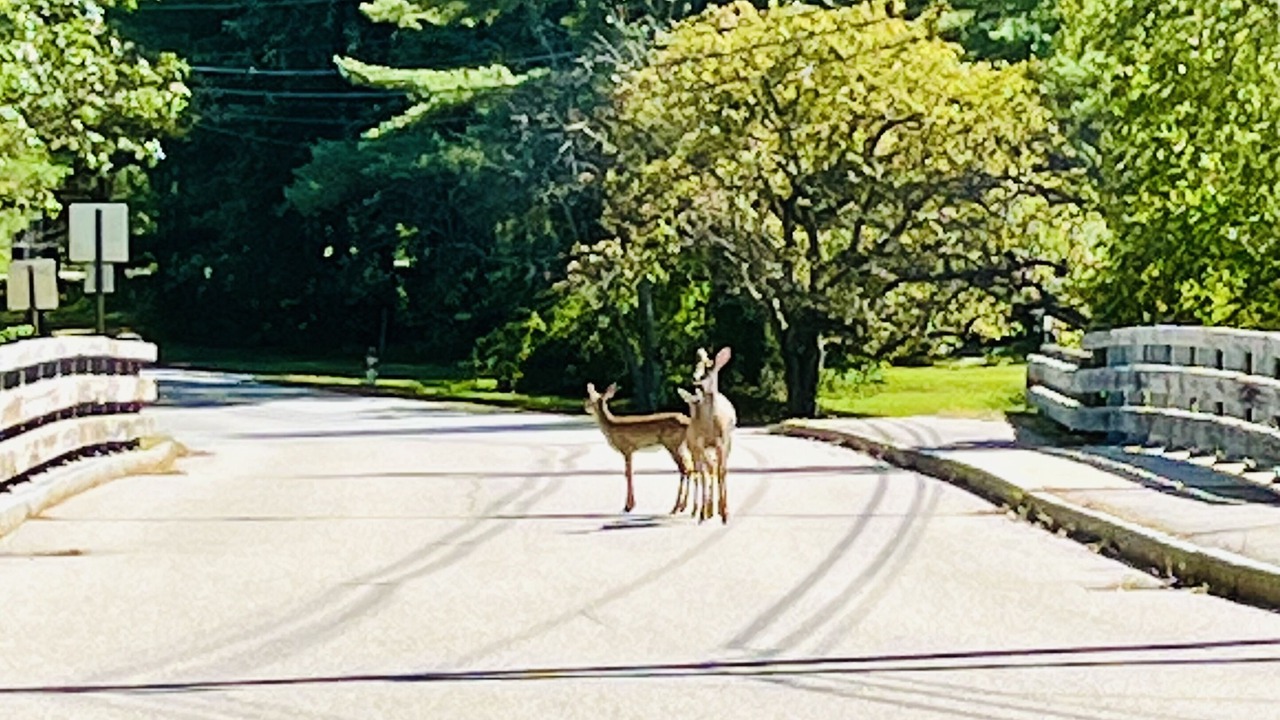 Photo of Others in Wolfeboro