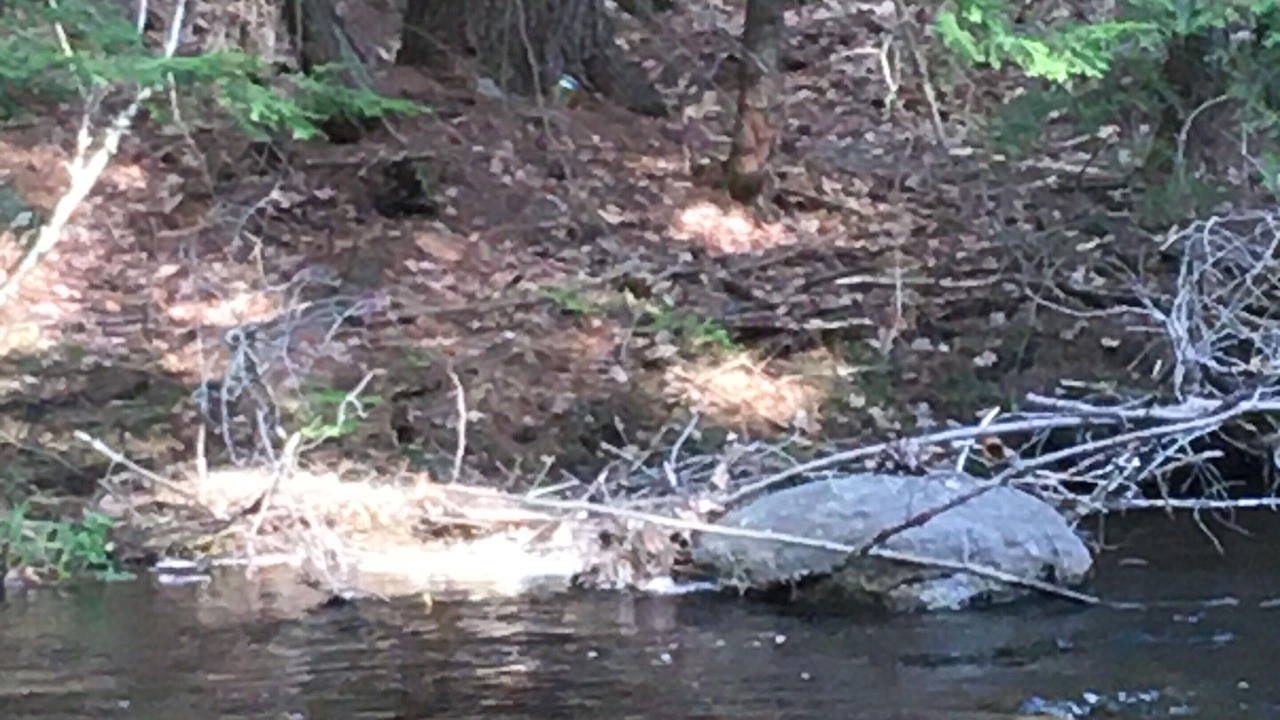 Photo of Others in Lyndeborough