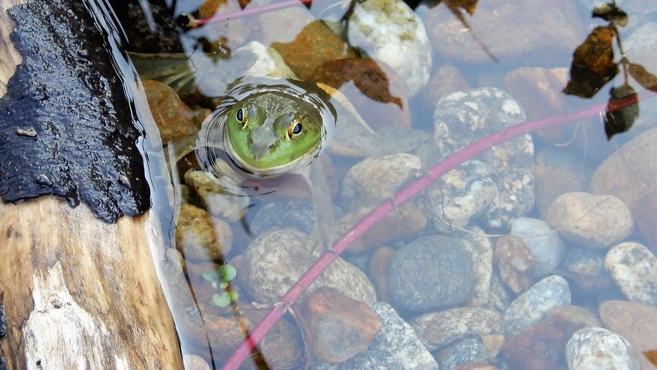 Photo of Others in Lyndeborough