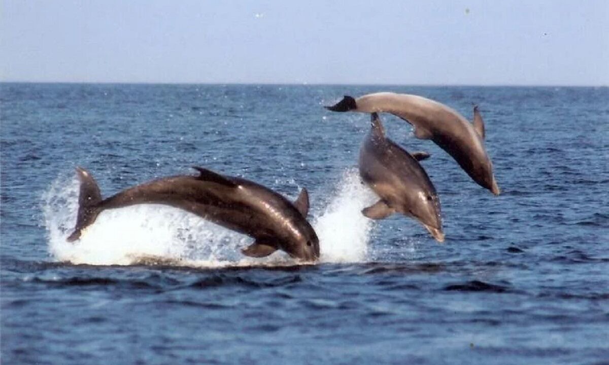 Photo of Others in Midtown Ocean City