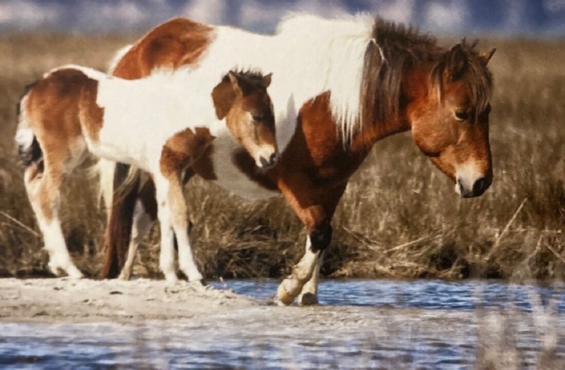 Photo of Others in Midtown Ocean City