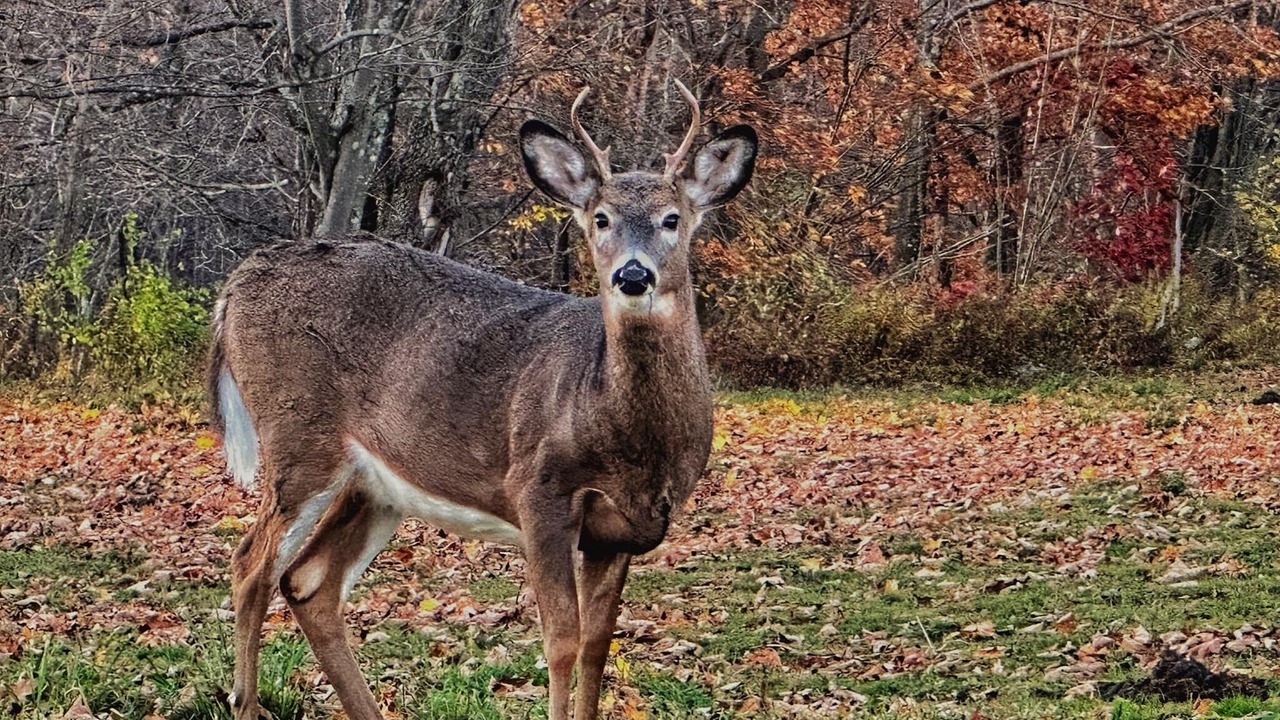 Photo of Others in Meredith