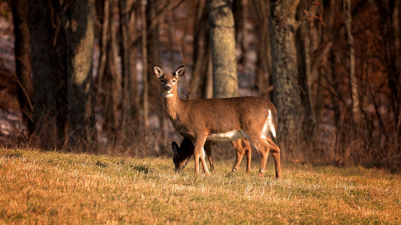 Photo of Others in Meredith