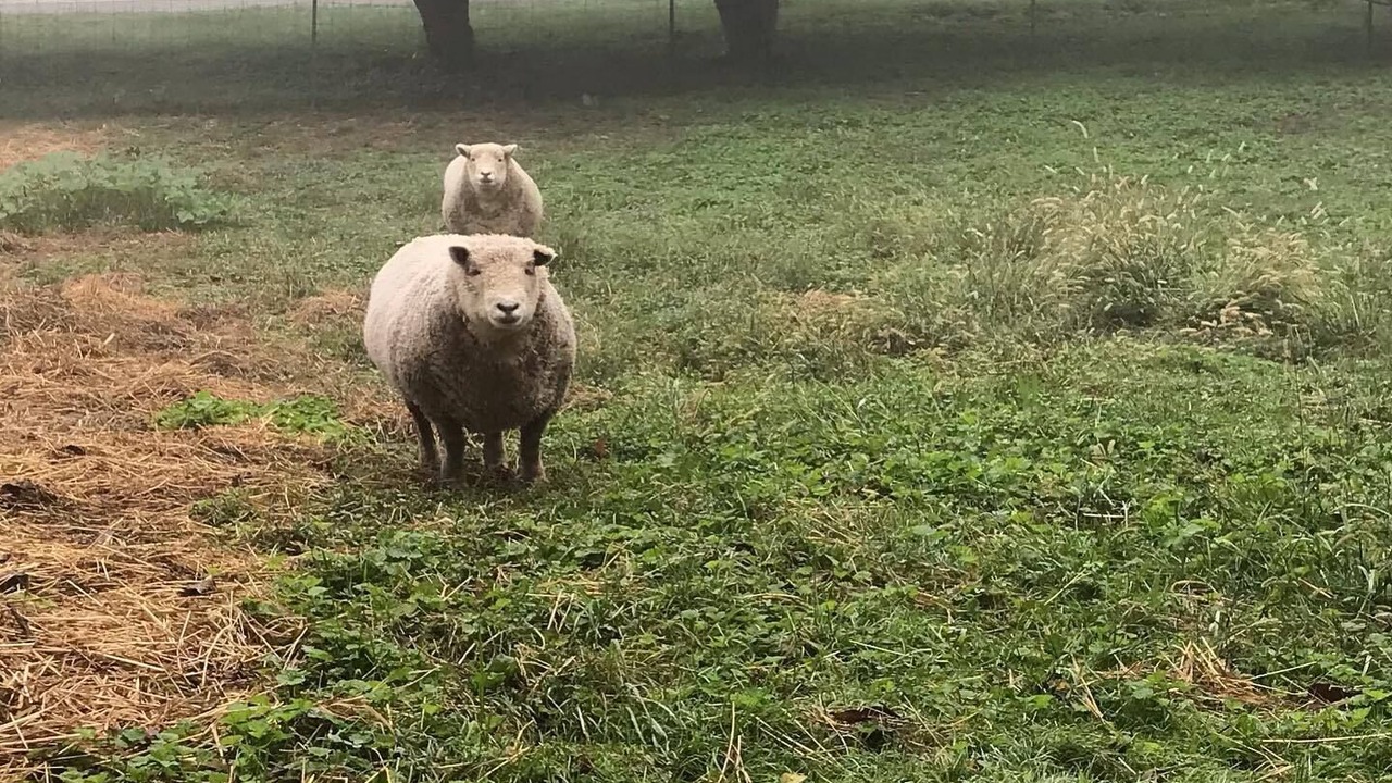 Photo of Others in Valley Forge