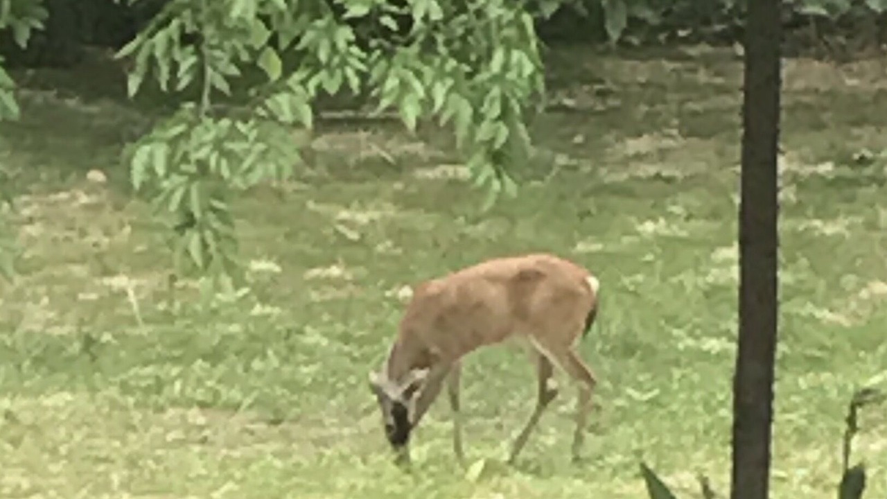 Photo of Others in Albemarle