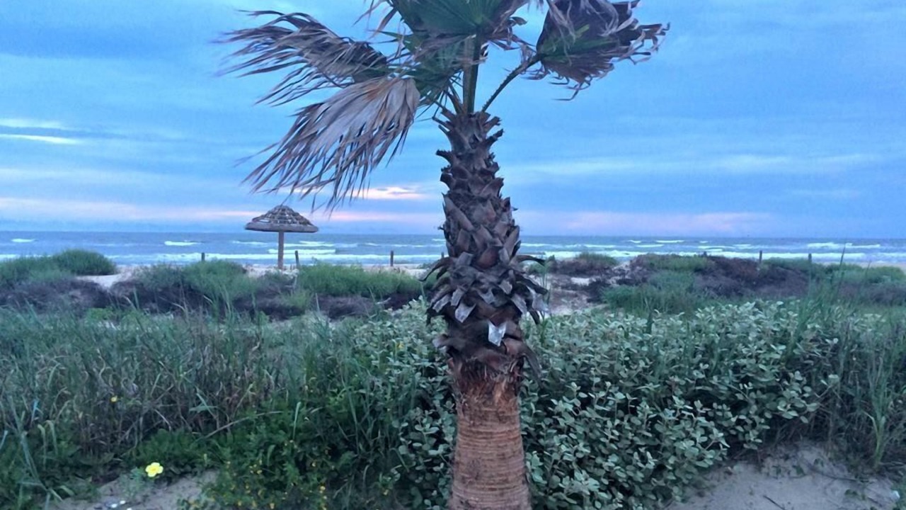 Photo of Others in Surfside Beach