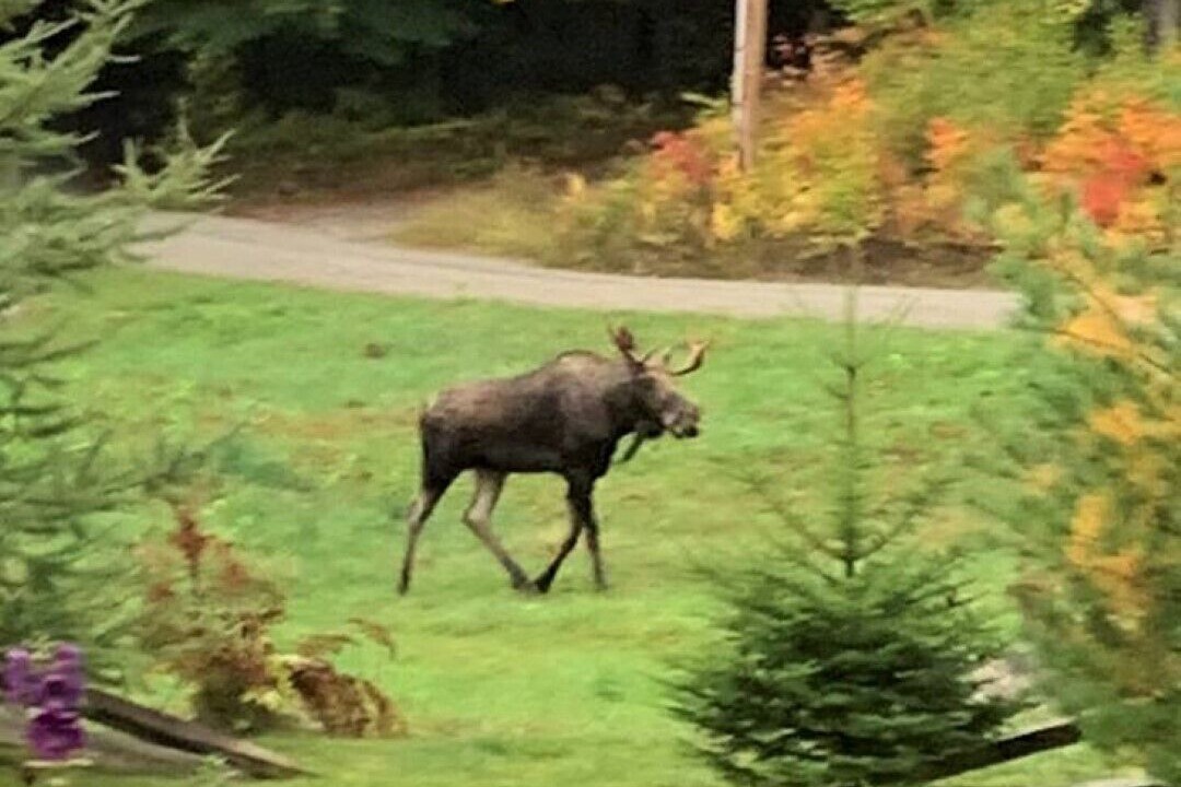 Photo of Others in East Burke