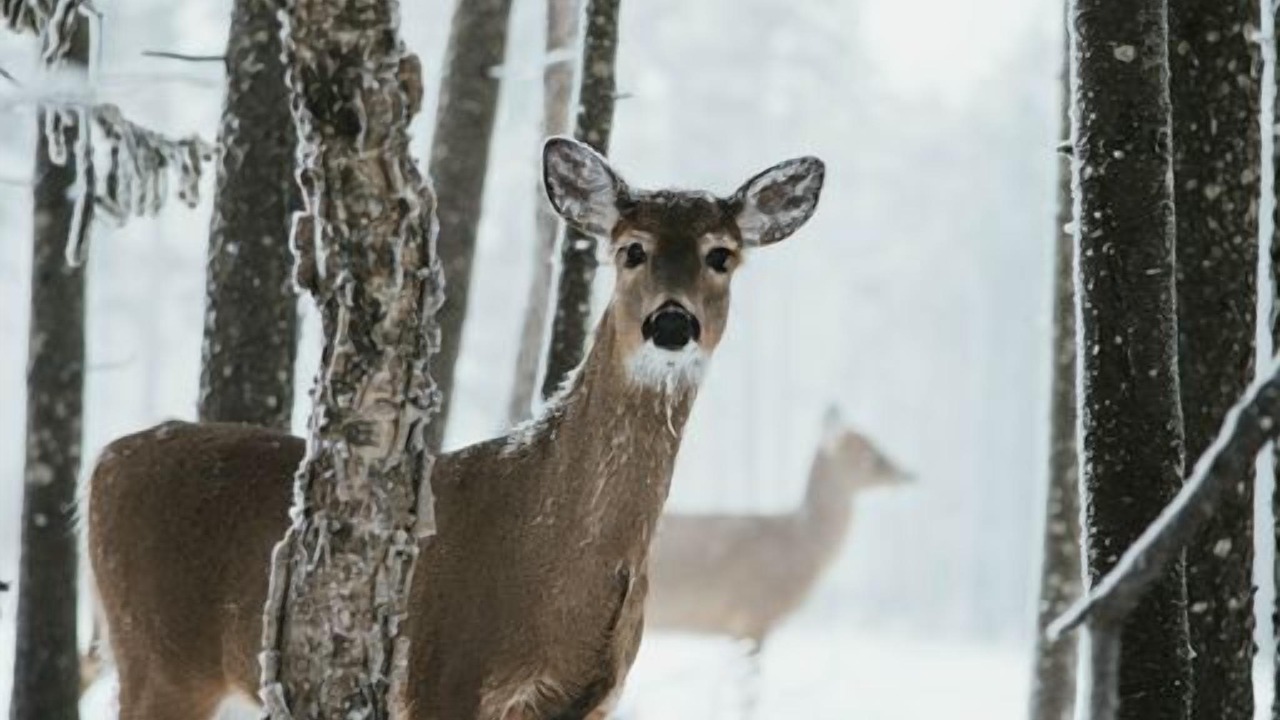 Photo of Others in Snowshoe