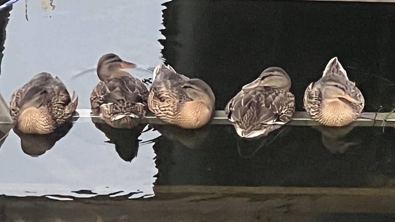 Photo of Others in Crystal Beach