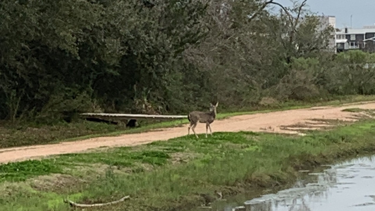 Photo of Outdoor in El Lago