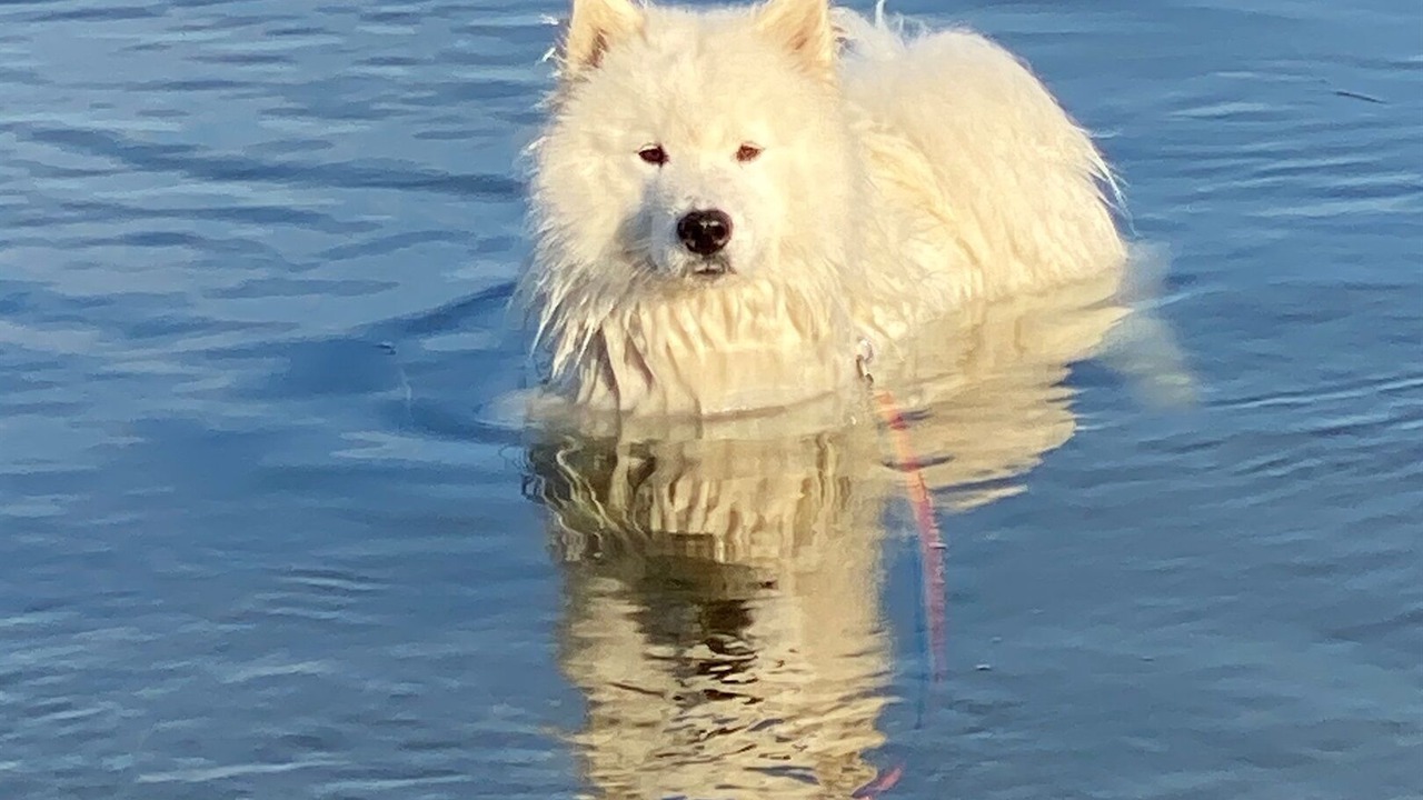 Photo of Others in Wolfeboro