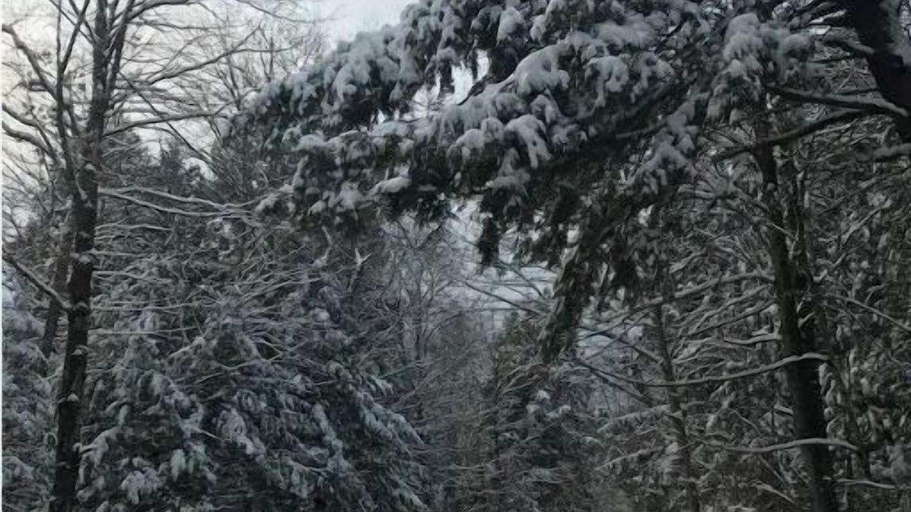 Photo of Others in Morrisville