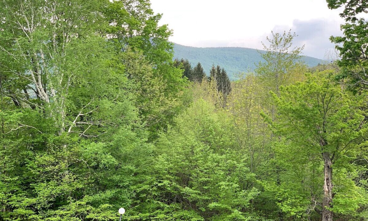 Photo of Outdoor in East Jewett