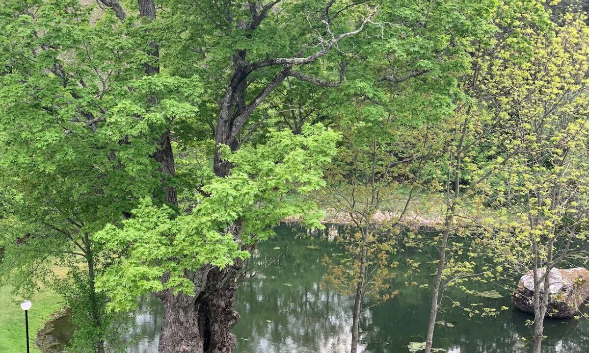 Photo of Outdoor in East Jewett