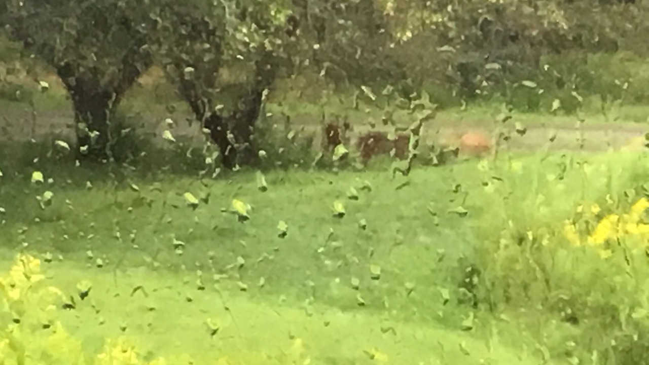 Photo of Outdoor in Williamstown
