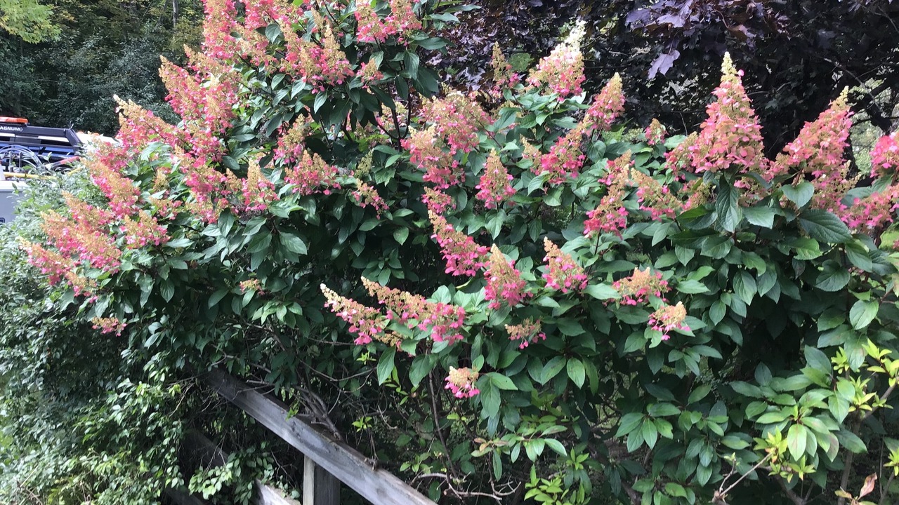 Photo of Outdoor in Williamstown