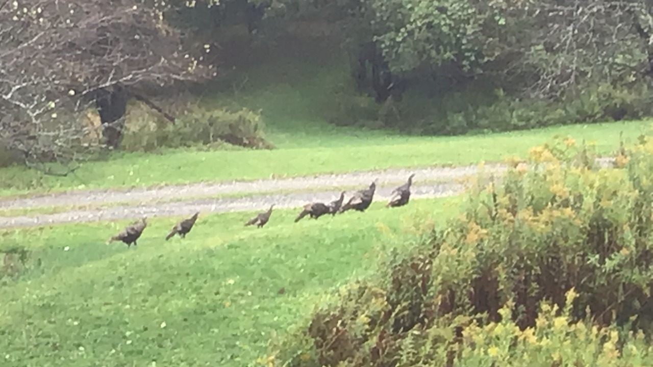 Photo of Others in Williamstown