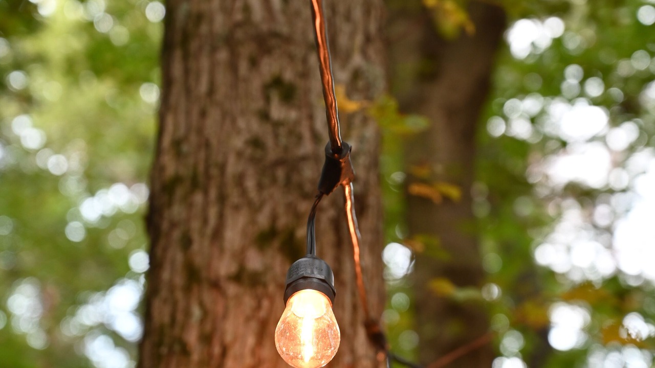 Photo of Outdoor in The Woods