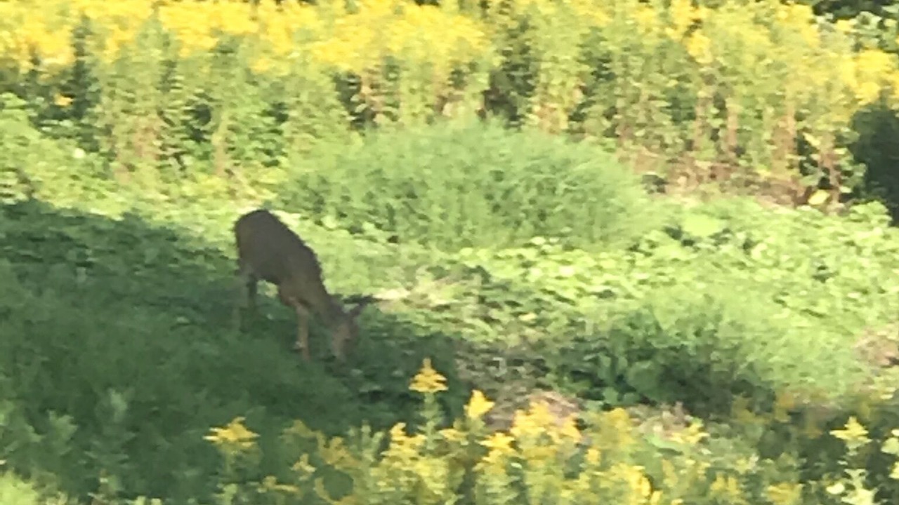 Photo of Others in Arlington