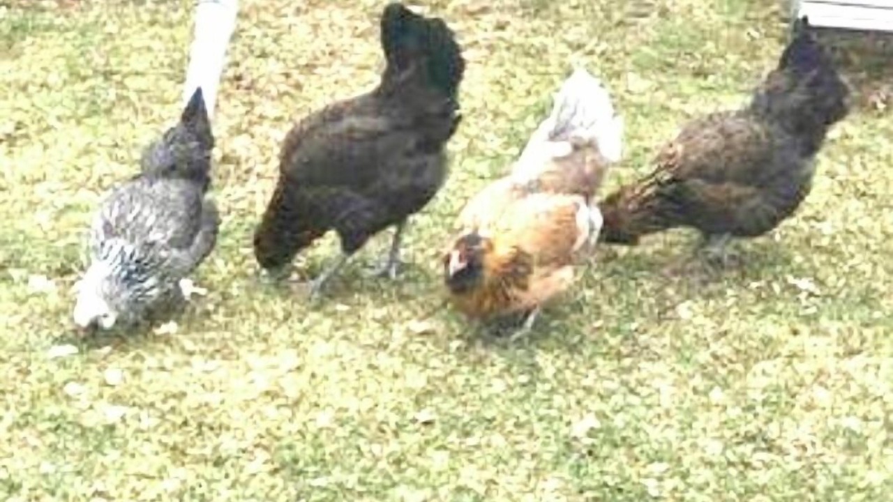 Photo of Others in Bay Shore