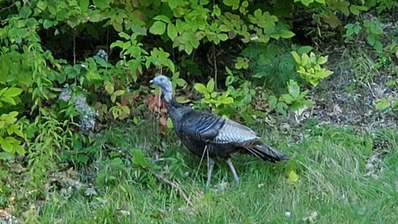 Photo of Others in Townshend