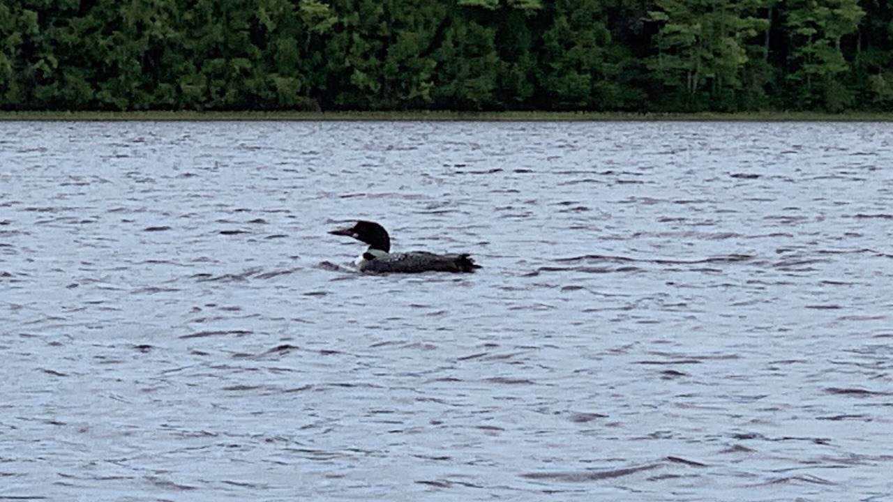Photo of Others in Henniker