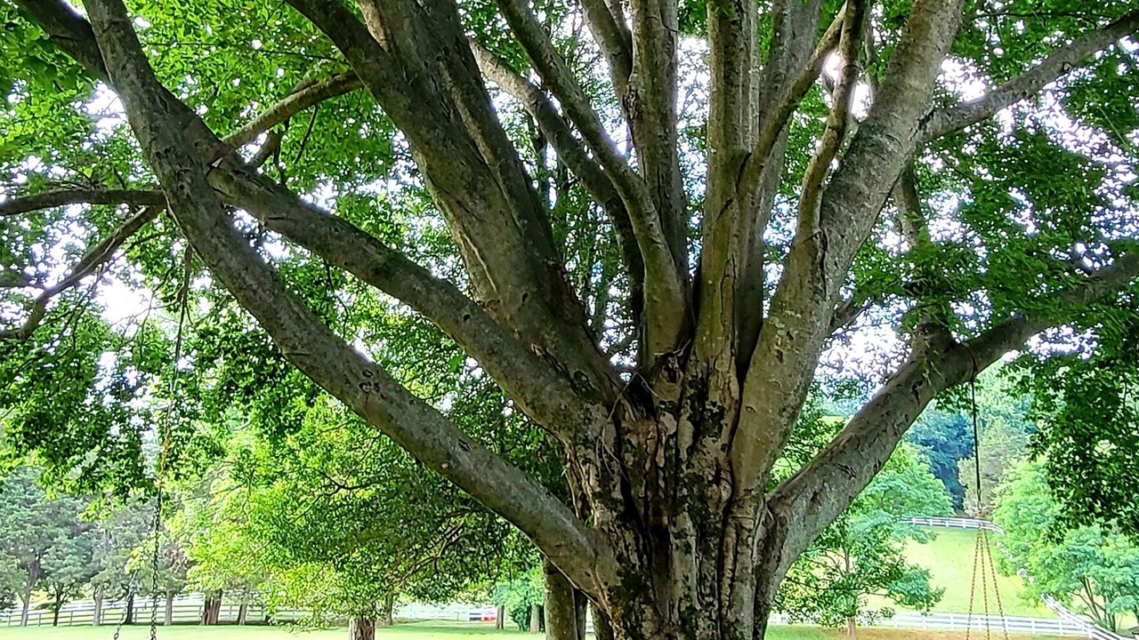 Photo of Outdoor in Charlottesville